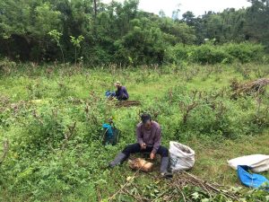 Mulberry pruning and cutting collection