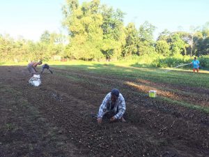 Sapling Production