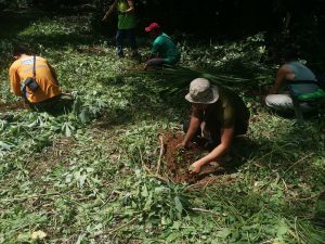 College of Agriculture faculty members, staff plant 100 seedlings